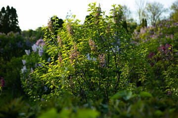 natural summer landscape with lilac flowers bushes garden