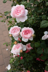 pink roses on bush summer background flowers