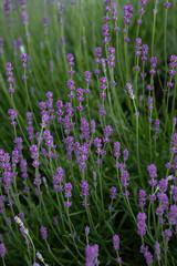 Fototapeta premium natural background with fragrant lavender flowers