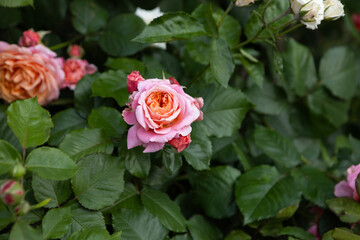 natural background with fragrant roses flowers summer nature