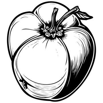 Texas Persimmon engraving drawing of fruit, monochrome