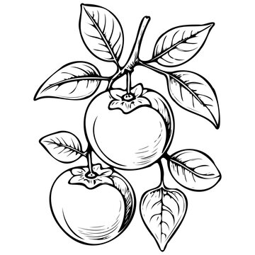 Texas Persimmon realistic,  ink sketch of fruit outline, transparent background