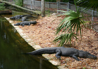 American Alligators drying by the lake in Homosassa Springs, Florida, USA