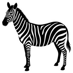 zebra isolated on white