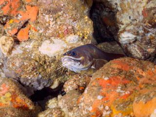 水中洞窟にいる、大きく美しいイタチウオ（アシロ科）。

日本国静岡県伊豆半島賀茂郡南伊豆町中木から渡し船で渡るヒリゾ浜にて。
2022年10月撮影。

A large and beautiful Goatsbeard Brotula (Brotula multibarbata) in underwater cave.
