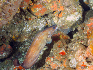 水中洞窟にいる、大きく美しいイタチウオ（アシロ科）。

日本国静岡県伊豆半島賀茂郡南伊豆町中木から渡し船で渡るヒリゾ浜にて。
2022年10月撮影。

A large and beautiful Goatsbeard Brotula (Brotula multibarbata) in underwater cave.
