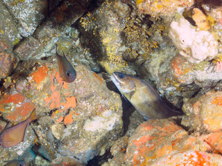 水中洞窟にいる、大きく美しいイタチウオ（アシロ科）。

日本国静岡県伊豆半島賀茂郡南伊豆町中木から渡し船で渡るヒリゾ浜にて。
2022年10月撮影。

A large and beautiful Goatsbeard Brotula (Brotula multibarbata) in underwater cave.
