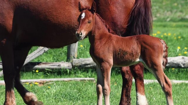 Adorable newborn foal stands close to its mother horse in a beautiful rural setting