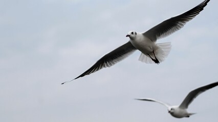 Seagulls in Flight