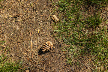 Pine cone on dry needles on the ground