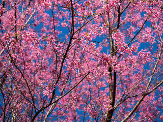 Pink Cherry blossom and empty road with clear blue sky background