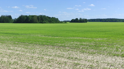 Beautiful European farming landscape with green field and blue sky at Sunny Summer day