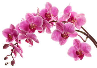 Branch with Vibrant Pink Orchids