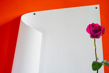 Red rose on a background of a white sheet of paper with space for text material.
