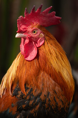 Vertical portrait of Rooster.Selective focus.