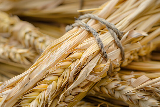 A bundle of wheat tied with a rope