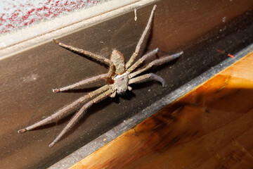 手のひら大の巨大なアシダカグモ（アシダカグモ科）が現れた！
なかなか恐ろしい外見をしていてびっくりするが、機敏な動きでゴキブリ等の害虫を駆除してくれる益虫である。
南伊豆の民宿。

日本国静岡県伊豆半島賀茂郡南伊豆町中木から渡し船で渡るヒリゾ浜にて。
2022年10月撮影。
