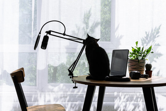 Poscast production concept. Workspace of blogger with studio microphone, laptop and funny black cat on the table near the window in sunny summer day.