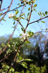 Pear branch with pale pink buds, white flowers and leaves against the background of trees and sky on a sunny spring day - vertical photo