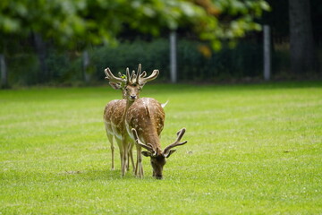 The European fallow deer (Dama dama), also known as the common fallow deer or simply fallow deer, is a species of ruminant mammal belonging to the family Cervidae. Hanover, Germany.