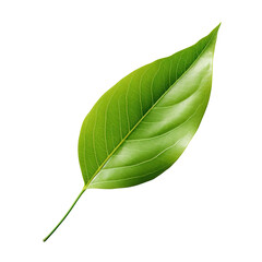 Obraz premium green leaf isolated on transparent background, clipping path, png. 