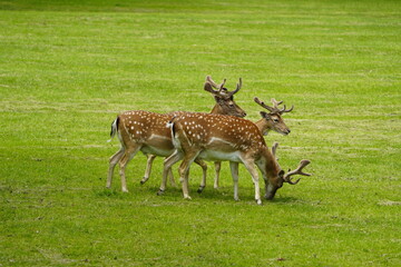 The European fallow deer (Dama dama), also known as the common fallow deer or simply fallow deer,...