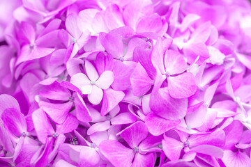 Obraz premium Lilac flowers close up. Bouquet of purple flowers. City flower beds, a beautiful and well-groomed garden with flowering bushes.