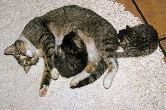 Chat et chatons