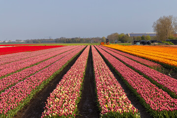 Field of tulips near Lemmer, Friesland, Netherlands