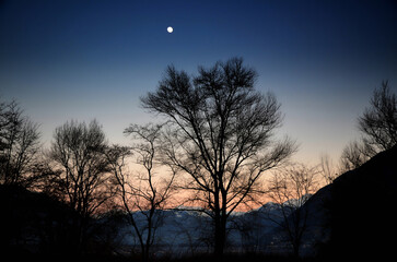 Fototapeta premium Beautiful Bare Trees and the Full Moon in Twilight in Ascona, Ticino, Switzerland.