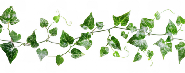 Green Vine with Leaves