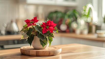 Poinsettia plant on kitchen counter
