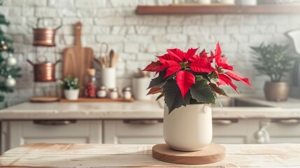 Poinsettia plant on kitchen counter