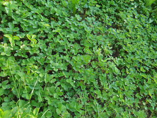 Fototapeta premium strawberry field background