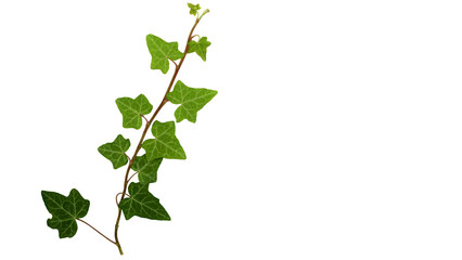 Naklejka premium ivy plant isolated over white