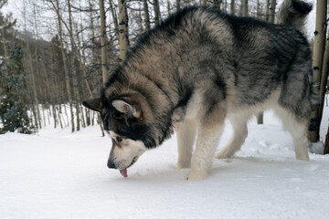 Alaskan malamute licking the snow