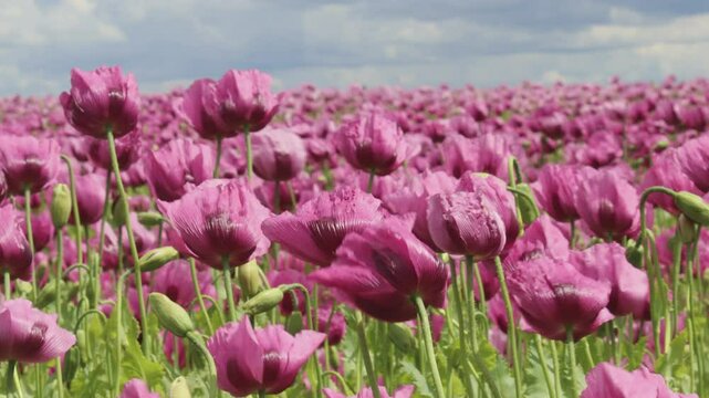 Schlafmohnbl&uuml;te (Papaver somniferum) in Germerode am Mei&szlig;ner bei Wind
