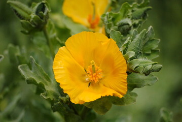 Close up of a flower of the yellow horned poppy or yellow hornpoppy or sea poppy (Glaucium flavum) 
