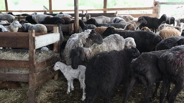 Managing a sheep herding operation inside a bustling barn filled with various animals