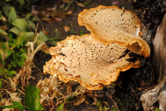 Close up of a big cream coloured bracket or shelf fungus (polyporus squamosus) with several layers on the foot of a tree