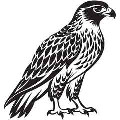 eagle isolated on white