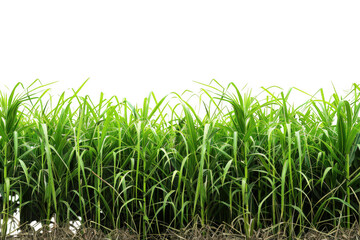 Obraz premium Green Sugarcane Field