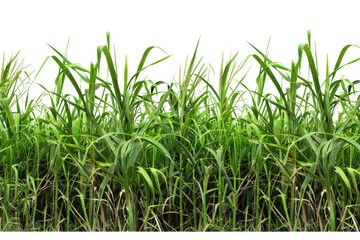 Obraz premium Green Sugarcane Field