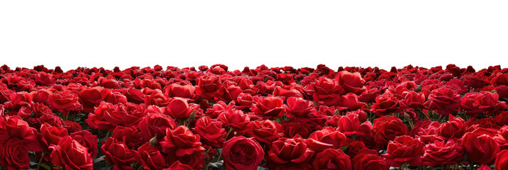 Field of Red Roses © MDNANNU
