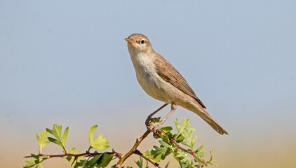 Eastern Olivaceous Warbler (Iduna pallida) is a songbird living in Asia, Europe and Africa. They come to Turkey in the summer to breed.