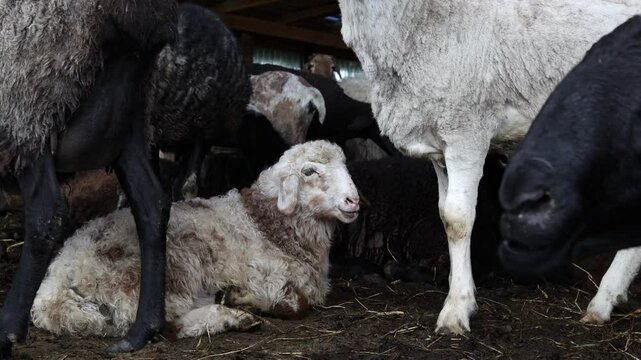 Sheep peacefully grazing in a cozy barnyard represent the tranquility of rural life