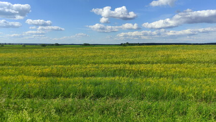 Beautiful green rapeseed field and blue sky