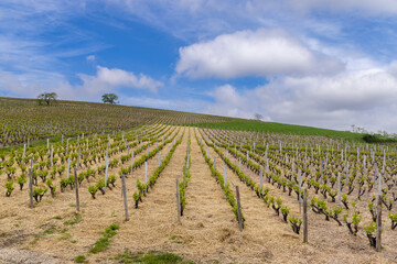 Spring vineyards near Julienas in Beaujolais, Burgundy, France