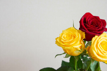 黄色と赤のばら