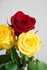 黄色と赤のばら